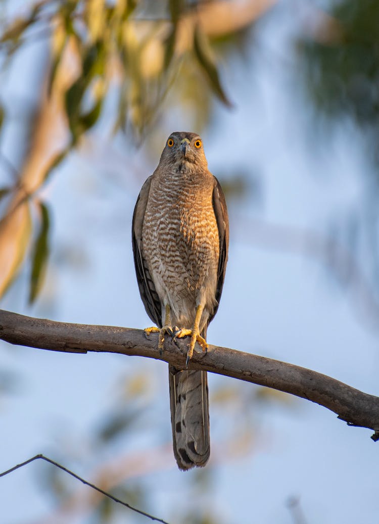 Hawk Perching On Branch