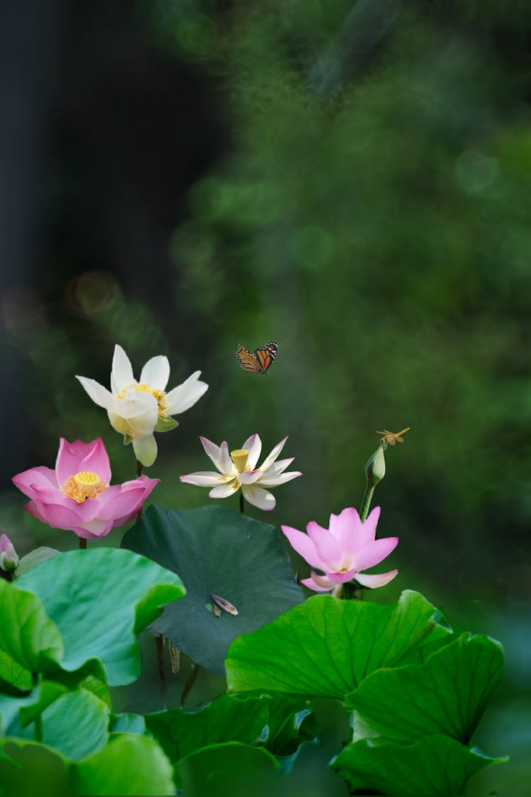 Close Up Of Flowers And Butterfly Flying Above