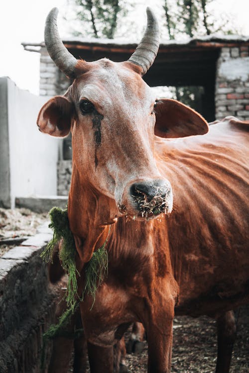 Základová fotografie zdarma na téma farma, hospodářská zvířata, kráva