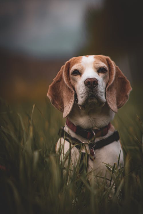 Foto stok gratis anjing, anjing beagle, bidang