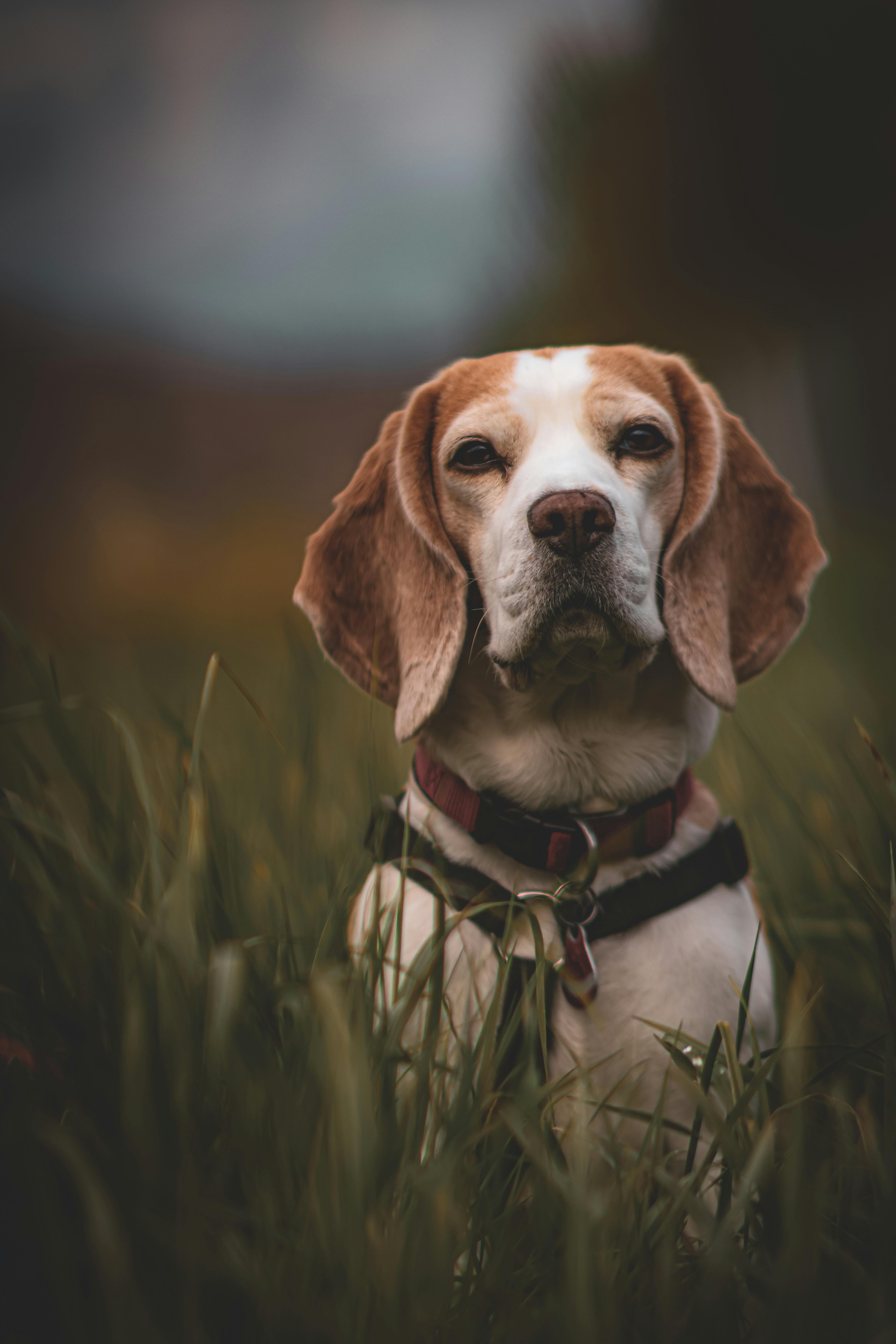 400+ Free Beagle & Dog Images - Pixabay