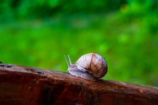 A large snail with a striped shell crawling on a wooden surface amidst lush greenery.