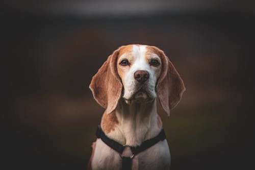 Gratis lagerfoto af beagle, dyrefotografering, dyreportræt