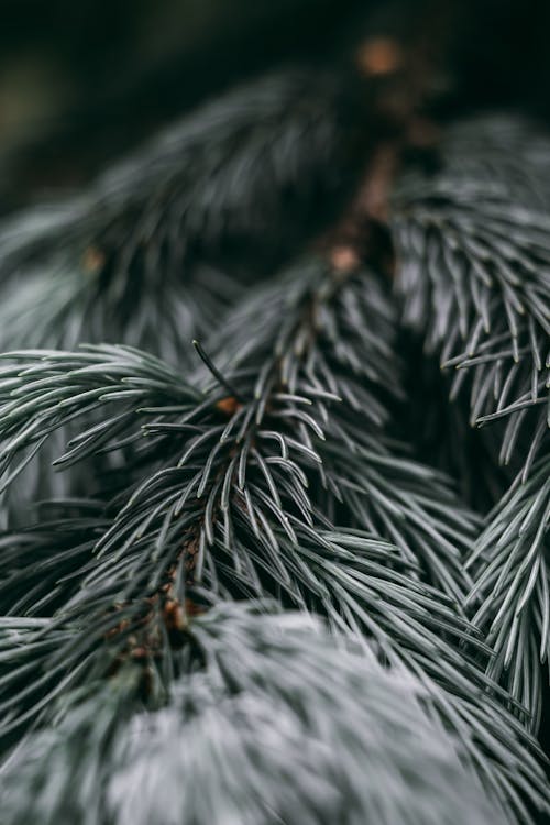 Základová fotografie zdarma na téma @ venku, barva, biodiverzity