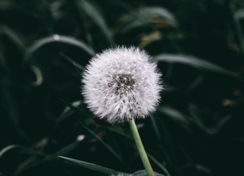 Free Serene close-up of a dandelion against a dark, lush green background, capturing nature's delicate beauty. Stock Photo