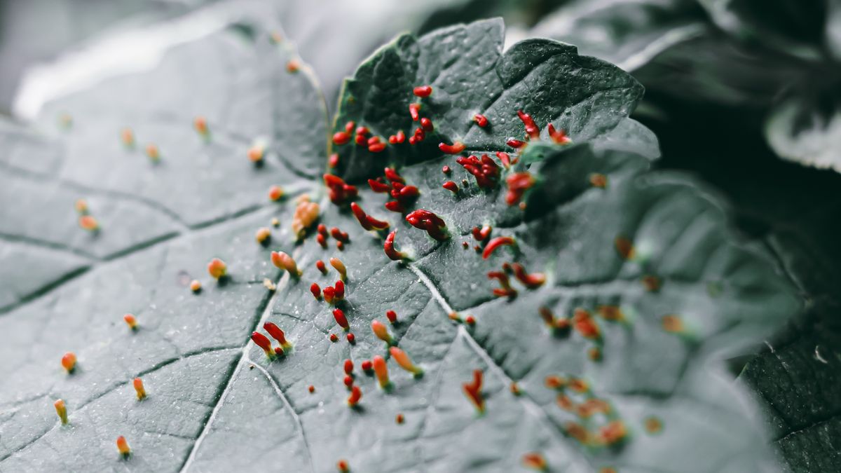 Pucerons, limaces, aleurodes : mettre en place une défense naturelle du potager en 7 jours - illustration