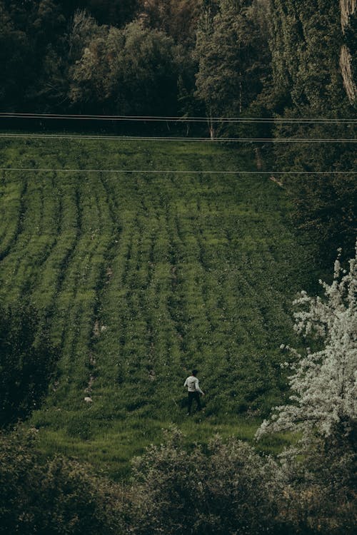 Aerial View of a Person Standing on a Cropland 