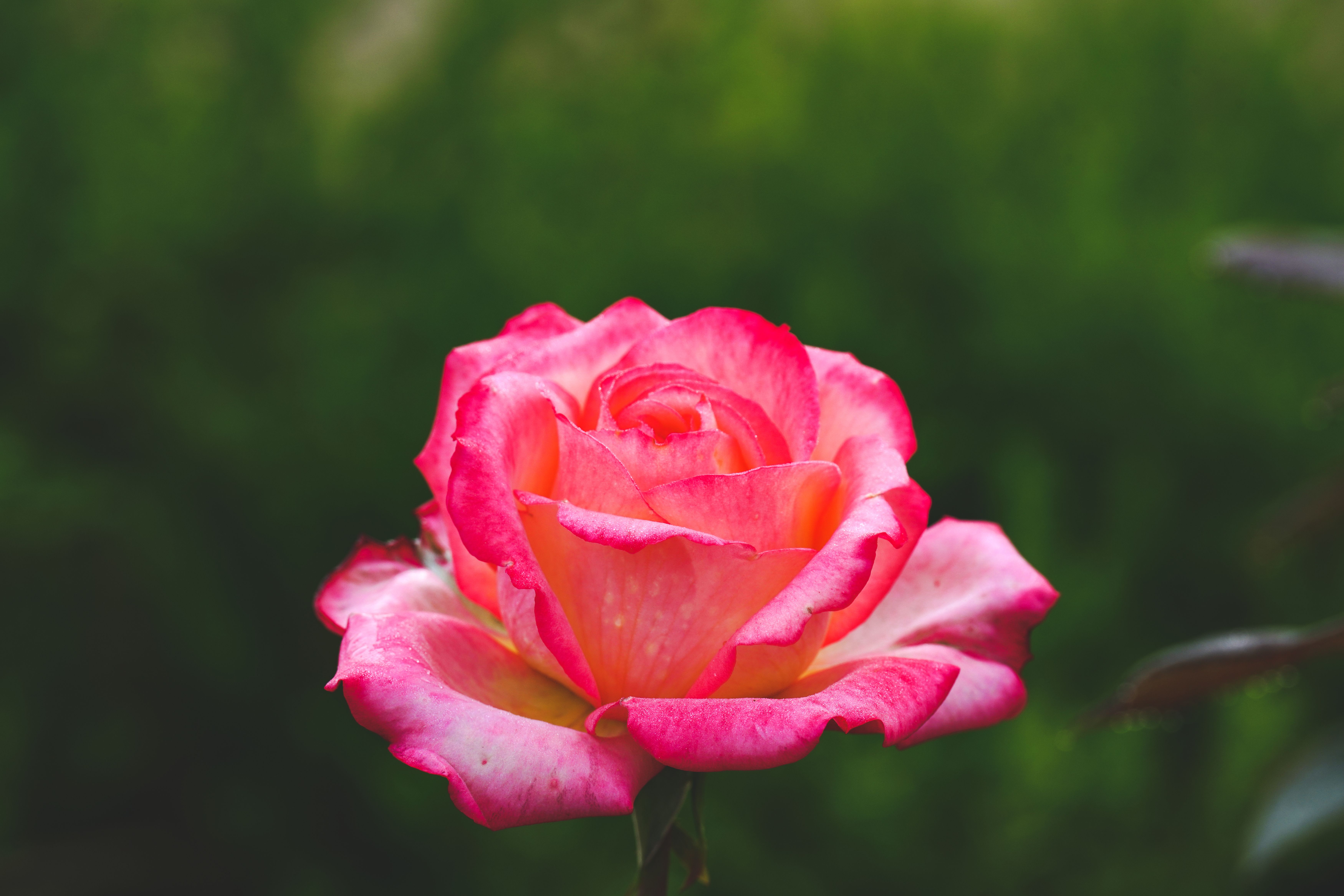 Close-up of Blooming Rose in Nature · Free Stock Photo