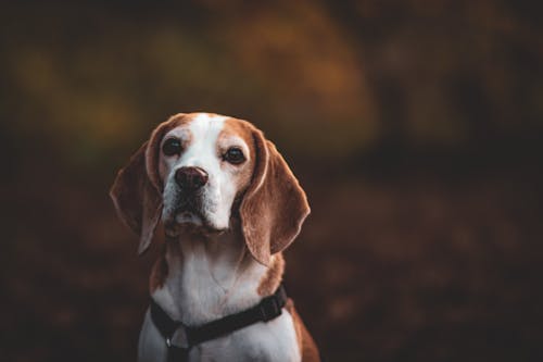 Darmowe zdjęcie z galerii z beagle, las, pies