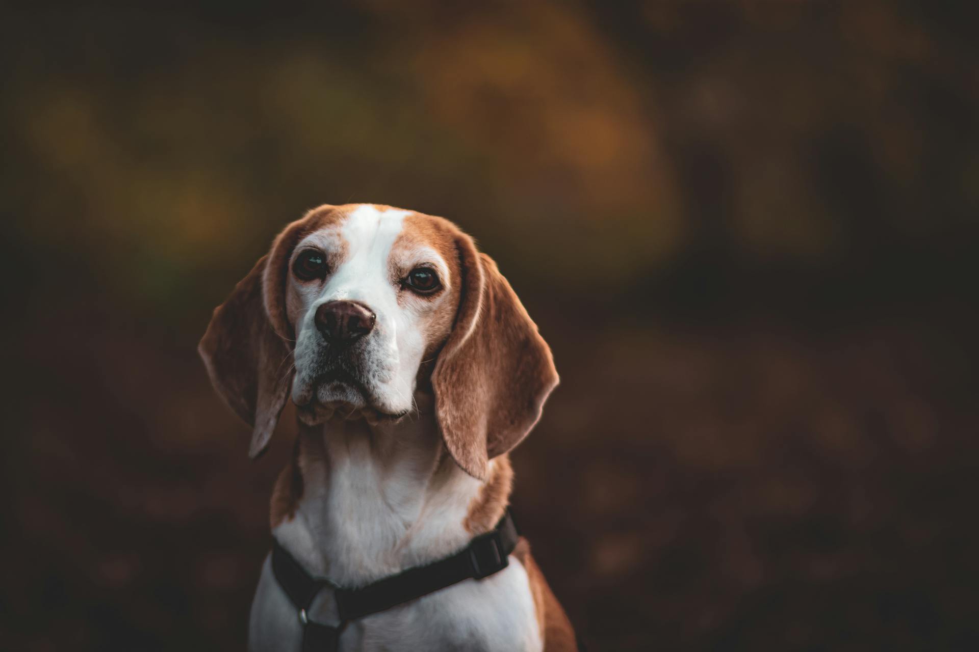 Porträtt av en beagle