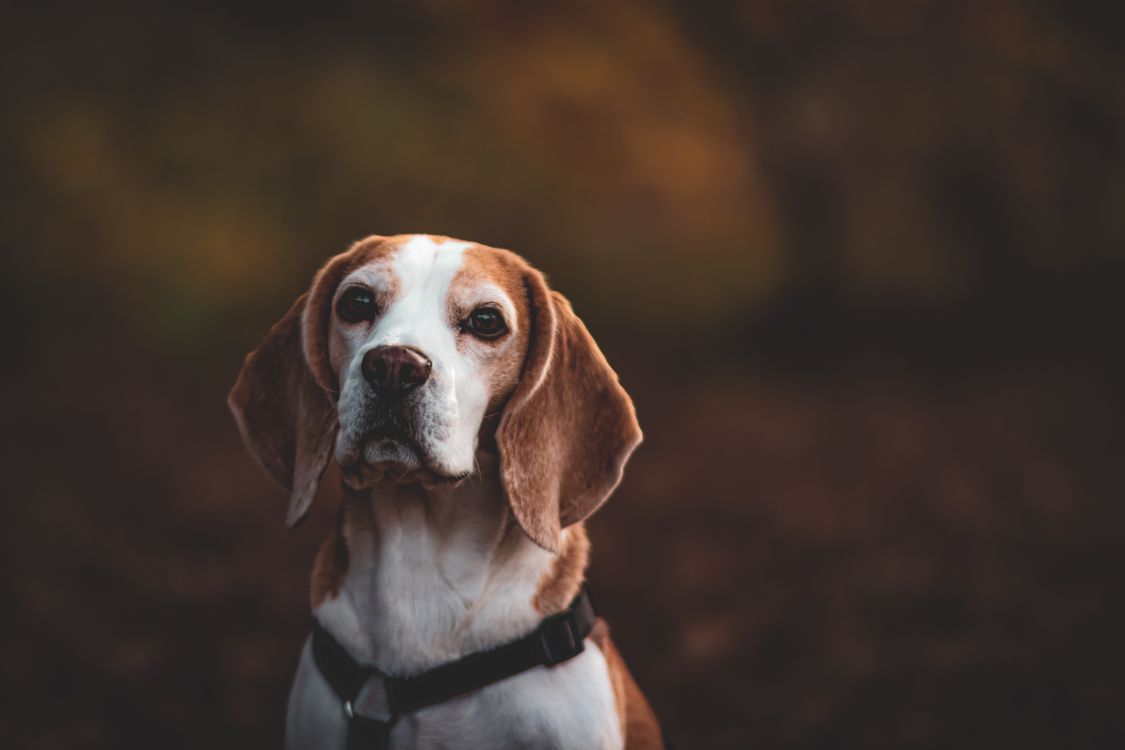 Gerçek Beagle köpeği portresi