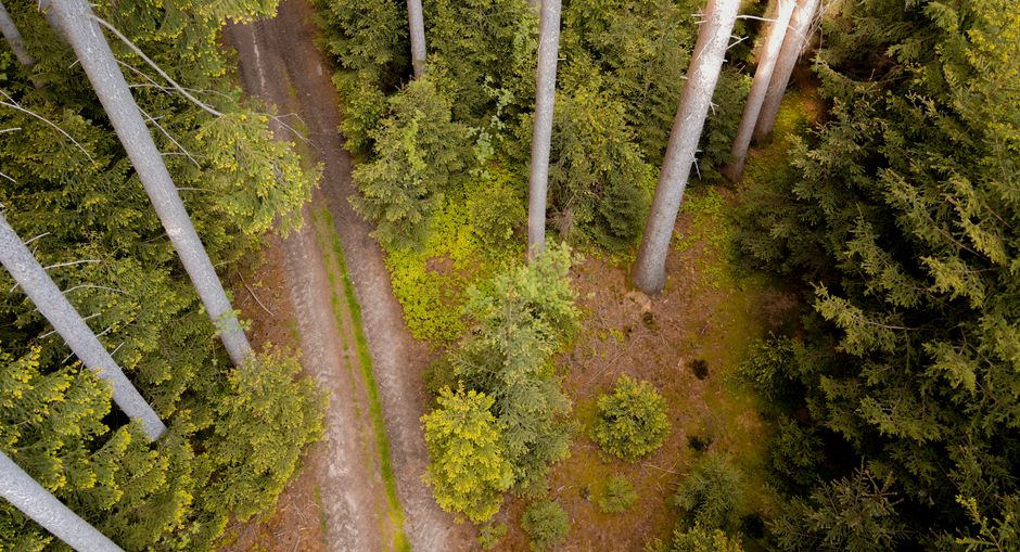 Romsilva investește 900.000 de euro pentru un drum forestier nou de 3,8 km în Deleni, județul Iași!