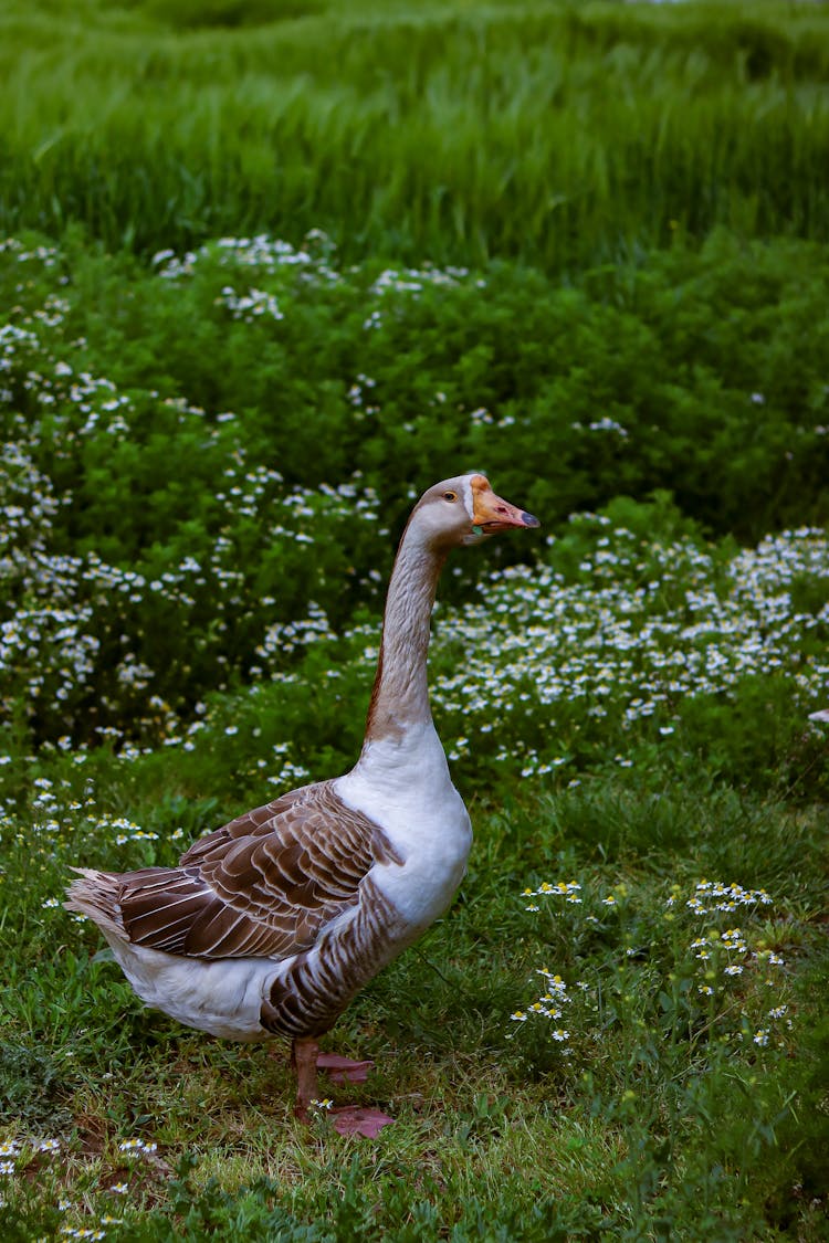 Goose Walking On Green Grass