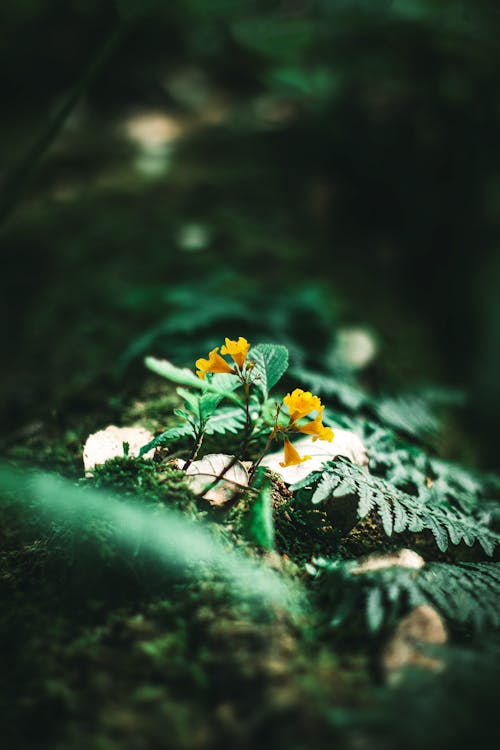 Бесплатное стоковое фото с вертикальный выстрел, листья, мох