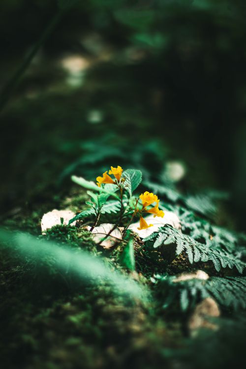 Free A close-up of vibrant yellow flowers amidst lush ferns in Collo, Skikda Province's serene forest. Stock Photo