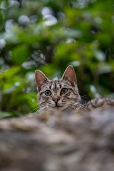 Charming tabby cat peeking over foliage in Santillana del Mar, Spain.