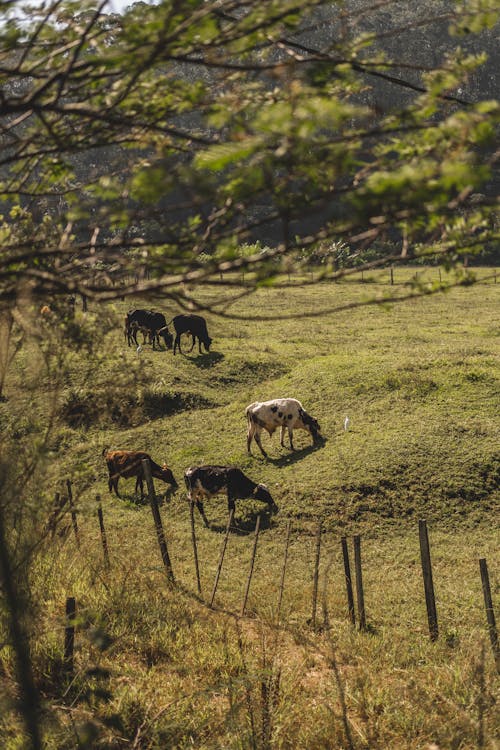 Cows Grazing in Meadow