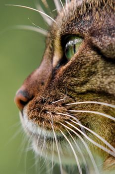 Detailed side view of a fluffy domestic cat with focus on the eye and whiskers, set against a blurred background.