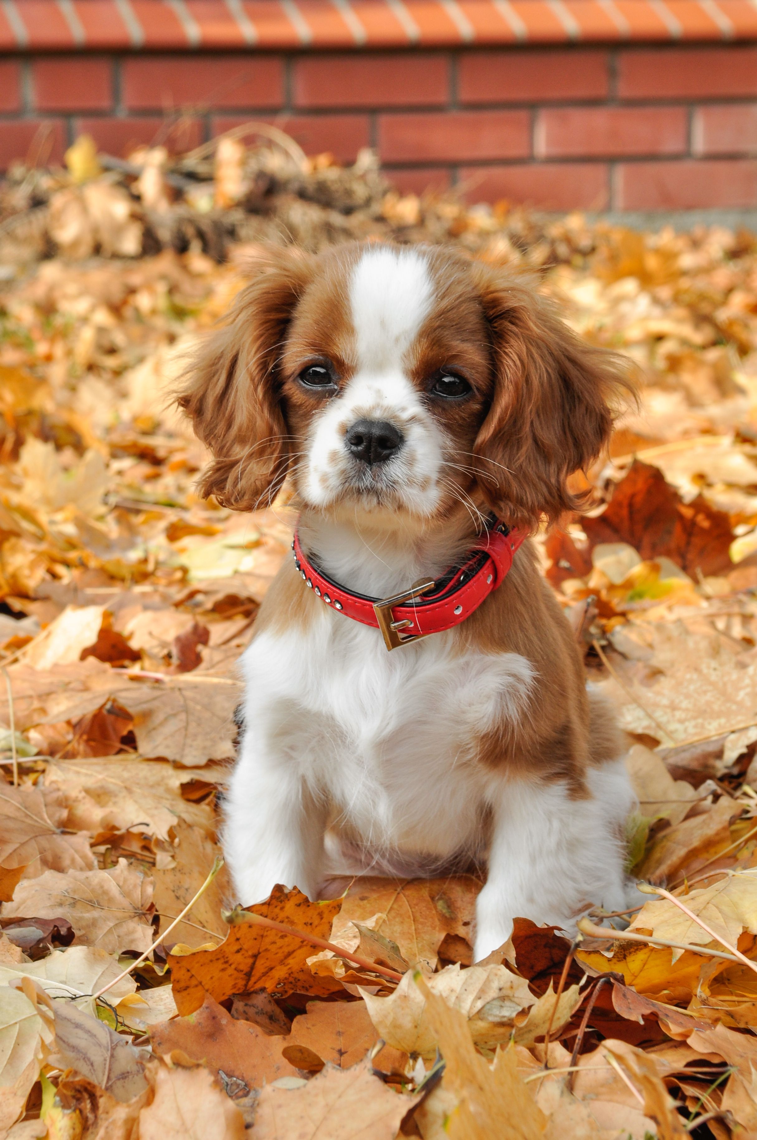 Cute Puppy Sitting on Autumn Ground with Leaves · Free Stock Photo