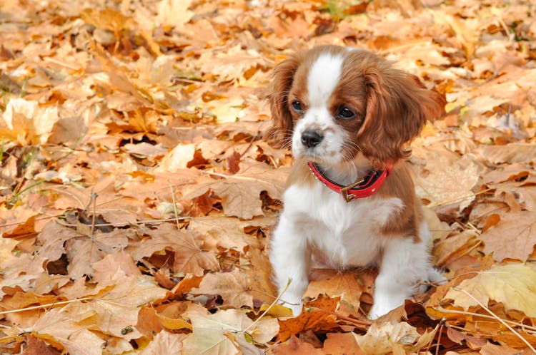 Puppy On Autumnal Leaves