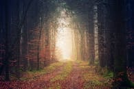 秋天，森林小路上云雾缭绕，参天树木与五彩缤纷的树叶环绕四周，景色迷人