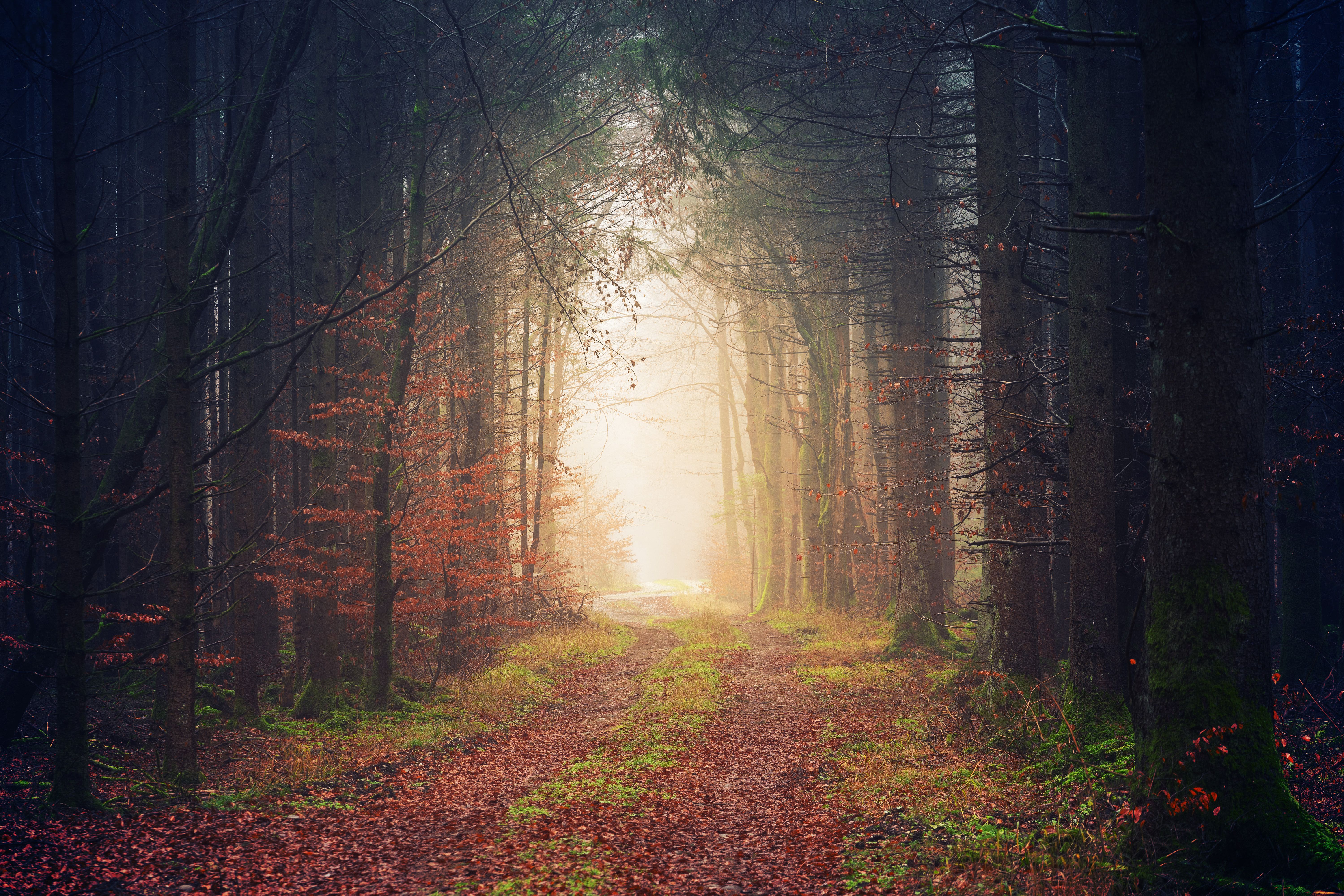 photo-of-a-pathway-free-stock-photo