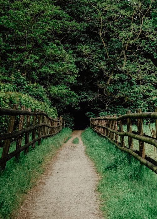 Free A serene forest path bordered by wooden fences leading into dense, lush greenery. Stock Photo