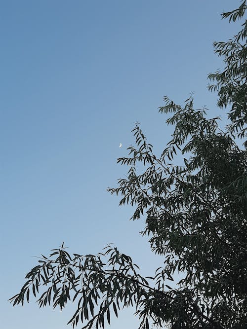 Free stock photo of blue sky, moon, nature