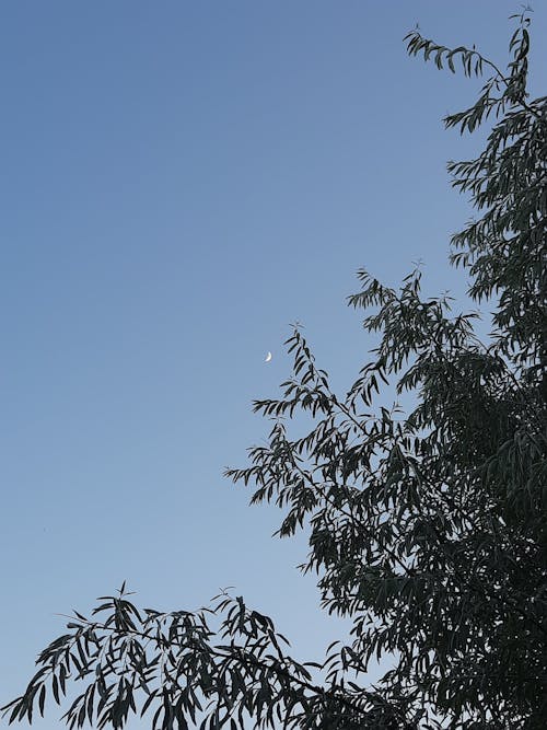 Free stock photo of blue sky, moon, nature