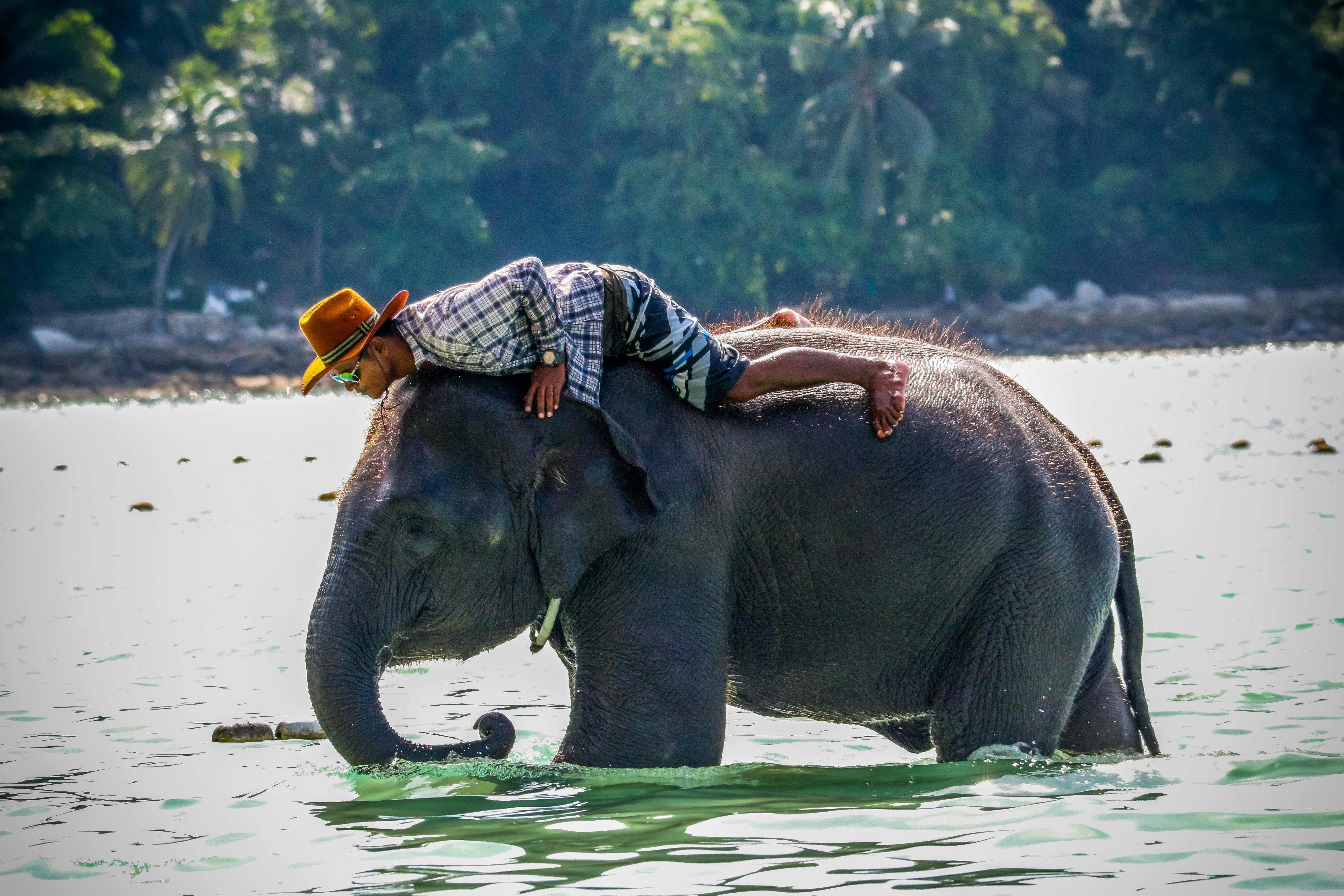Free stock photo of elephant, water