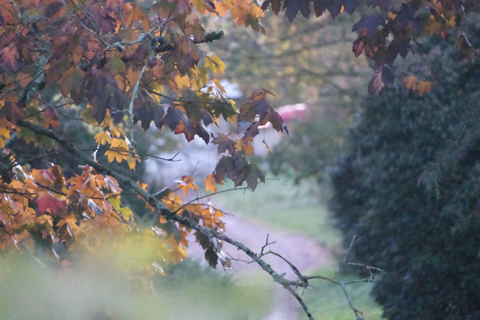Nature et feuillage