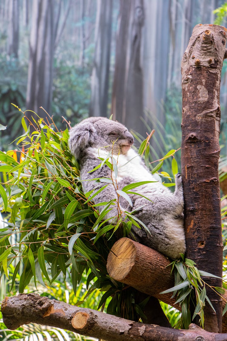 Koala Bear Sleeping On Tree