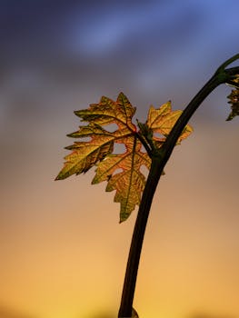 Close-up view of a leaf with a colorful sunset sky backdrop, highlighting natural beauty.