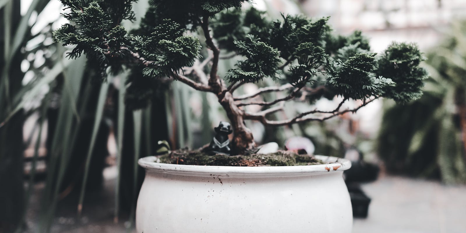 A close-up of a bonsai tree in a white ceramic pot.