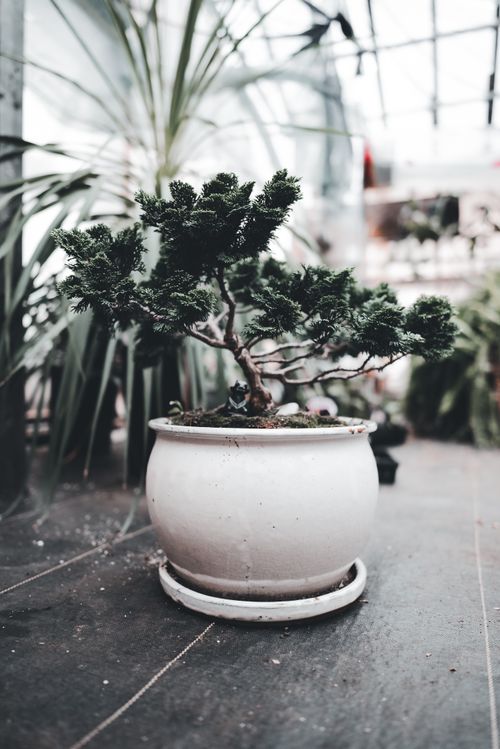 Free Close-up of a bonsai tree in a ceramic pot inside a greenhouse, showcasing its artistic form. Stock Photo