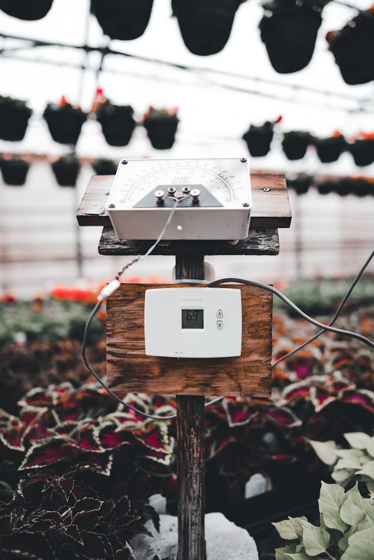 Temperature Alert Sensor And Thermostat In A Flower Glasshouse