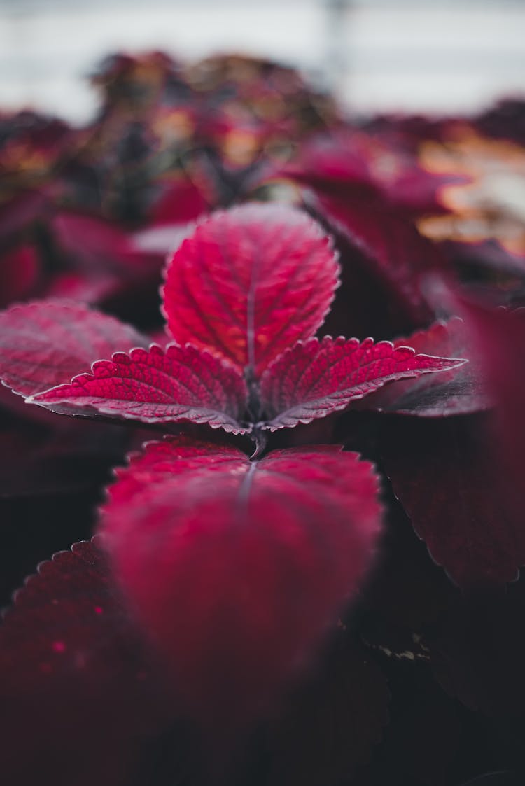 Close-Up Shot Of Burgundy Red Coleus Plant Leaves