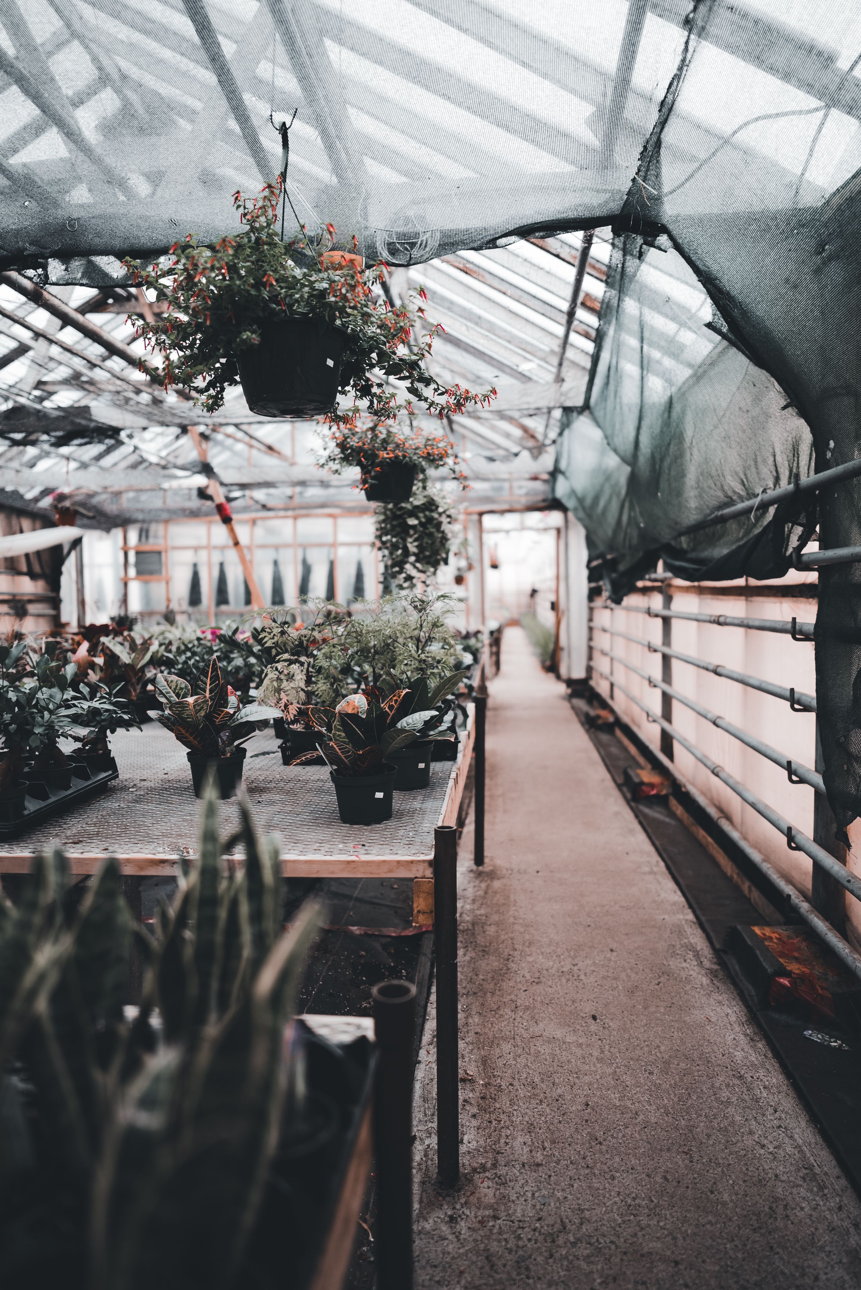 color tinted shot of potted flowers growing in a glasshouse