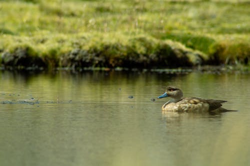Duck Swimming on Lake