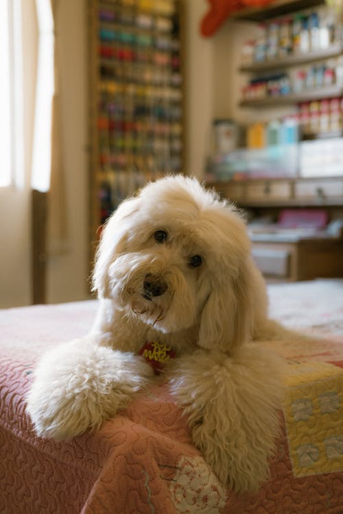 A Goldendoodle on the Bed 