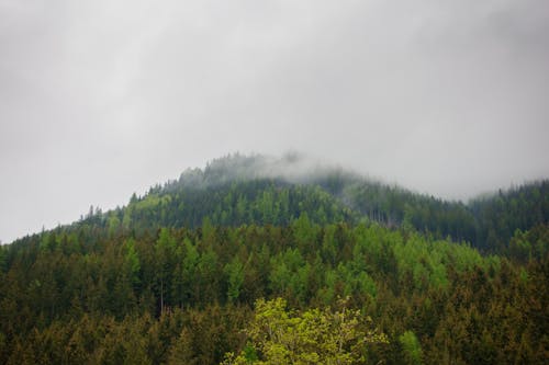 Gratis stockfoto met berg, Bos, herfst