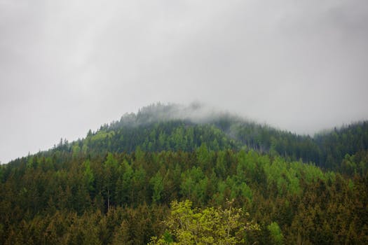 A serene view of a foggy forested hill with lush green trees in autumn.