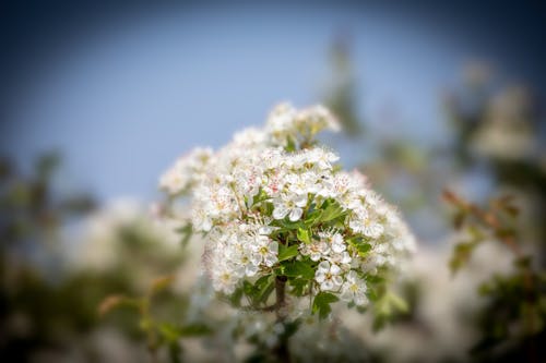 Imagine de stoc gratuită din alb, floare, fluture