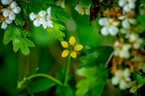 Imagine de stoc gratuită din alb, floare, fluture