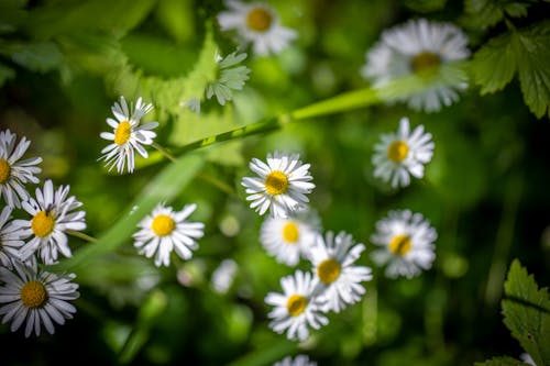 beyaz, çiçek, papatya içeren Ücretsiz stok fotoğraf