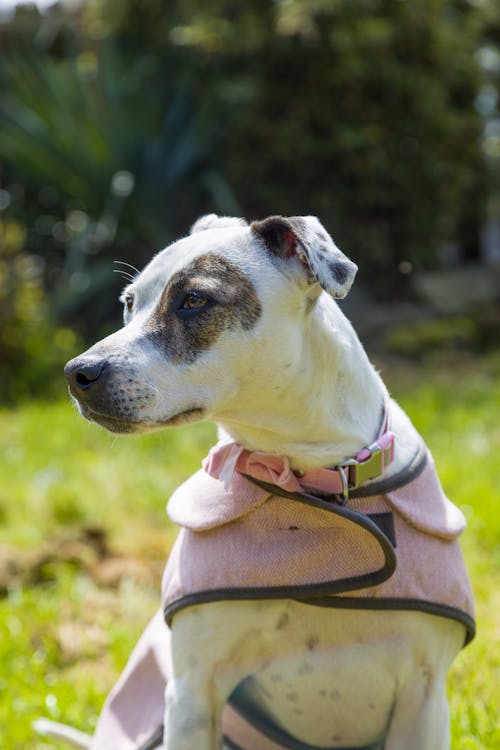 Foto profissional grátis de animais de estimação, animal, cachorro