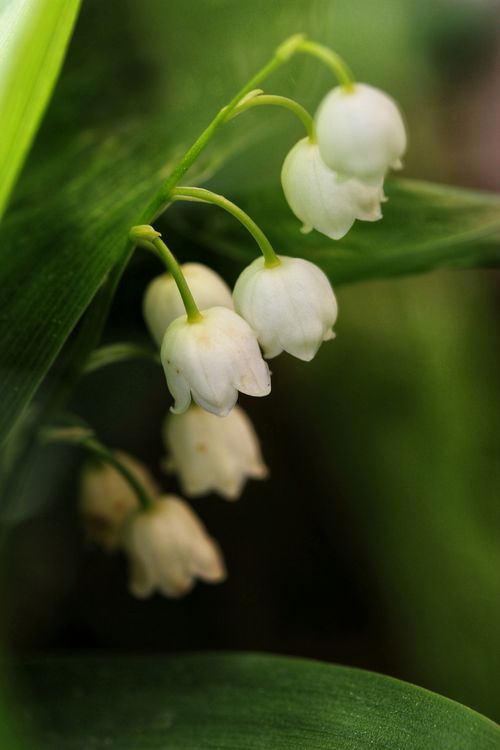 Free Beautiful close-up of delicate lily of the valley flowers in bloom, showcasing their elegance. Stock Photo