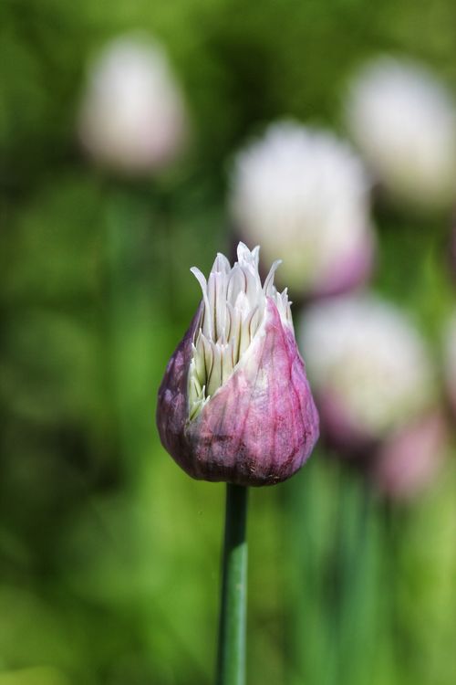 Free Detailed close-up of a chive flower bud beginning to bloom against a blurred green background. Stock Photo