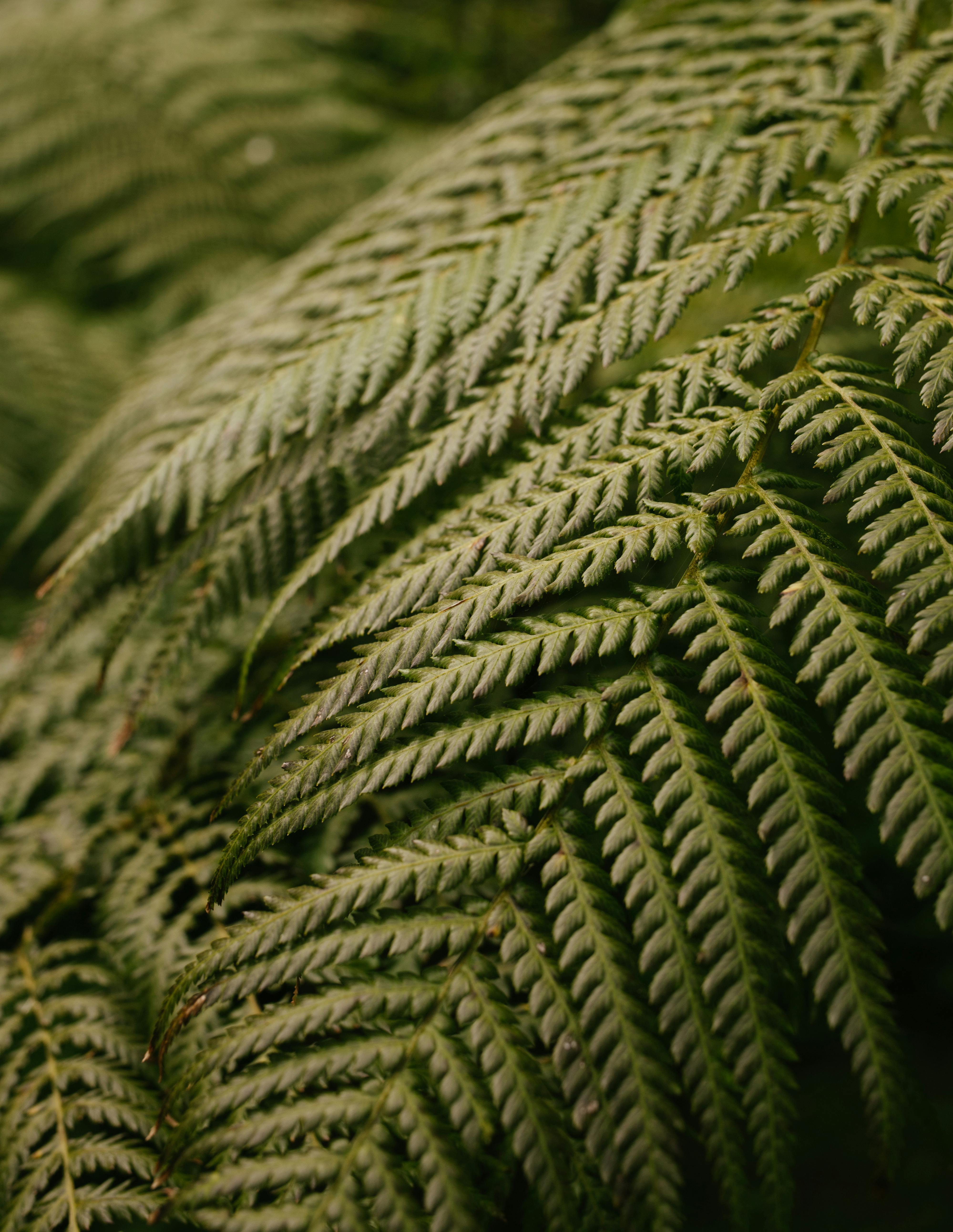 Green Fern Leaves · Free Stock Photo