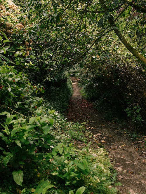 Path in Forest under Tree Branch